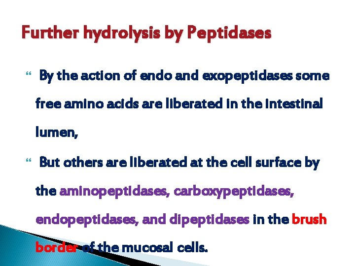 Further hydrolysis by Peptidases By the action of endo and exopeptidases some free amino