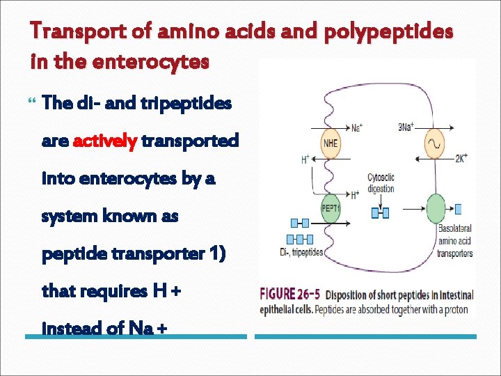 Transport of amino acids and polypeptides in the enterocytes The di- and tripeptides are