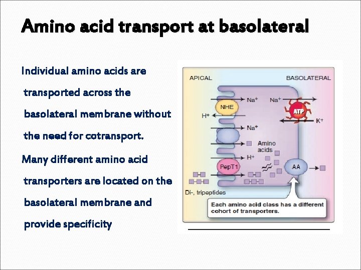 Amino acid transport at basolateral Individual amino acids are transported across the basolateral membrane