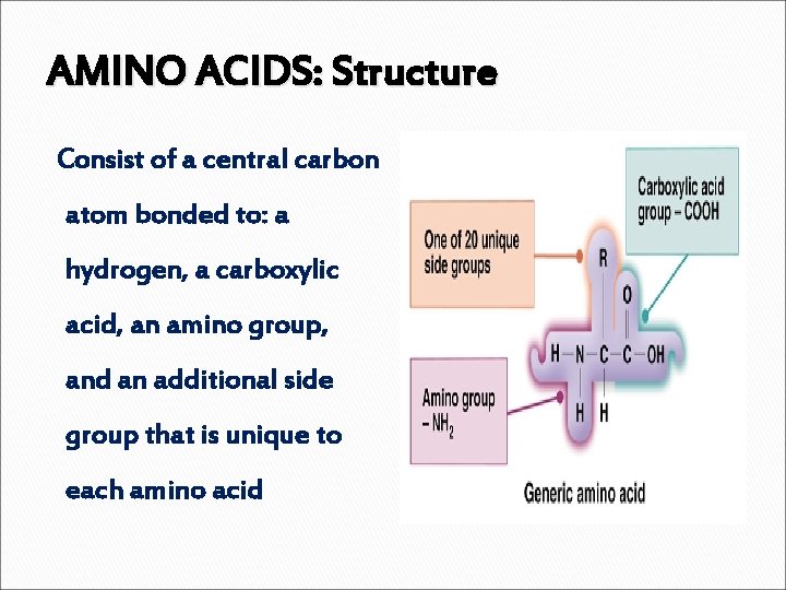 AMINO ACIDS: Structure Consist of a central carbon atom bonded to: a hydrogen, a