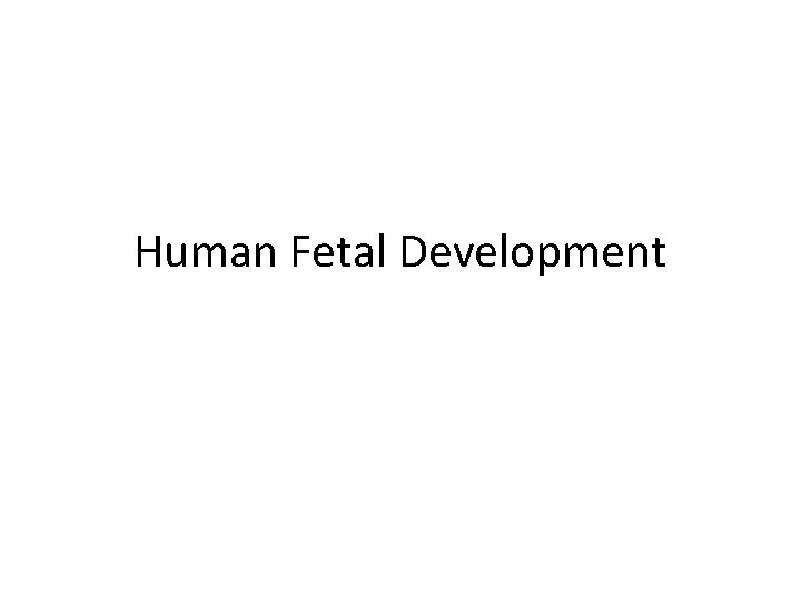 Human Fetal Development Human Fetal Development