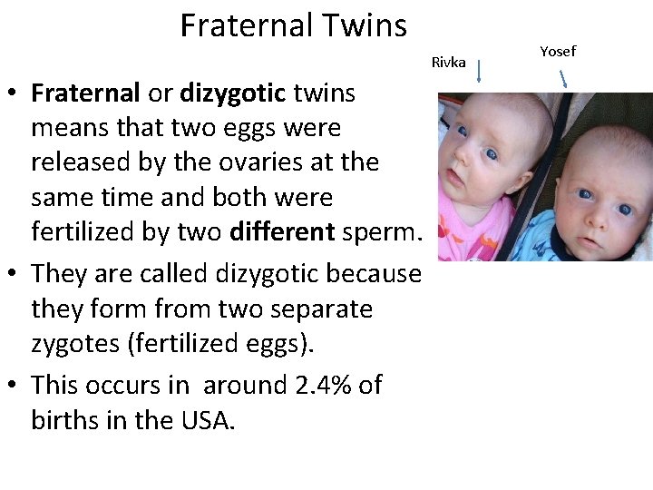 Fraternal Twins Rivka • Fraternal or dizygotic twins means that two eggs were released Fraternal Twins Rivka • Fraternal or dizygotic twins means that two eggs were released
