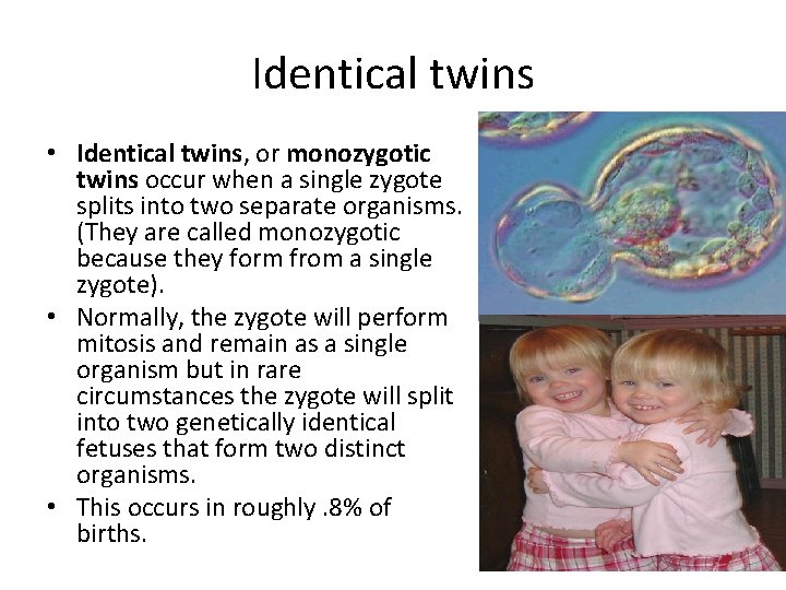 Identical twins • Identical twins, or monozygotic twins occur when a single zygote splits Identical twins • Identical twins, or monozygotic twins occur when a single zygote splits