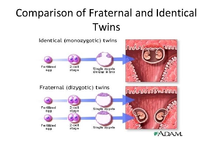 Comparison of Fraternal and Identical Twins Comparison of Fraternal and Identical Twins