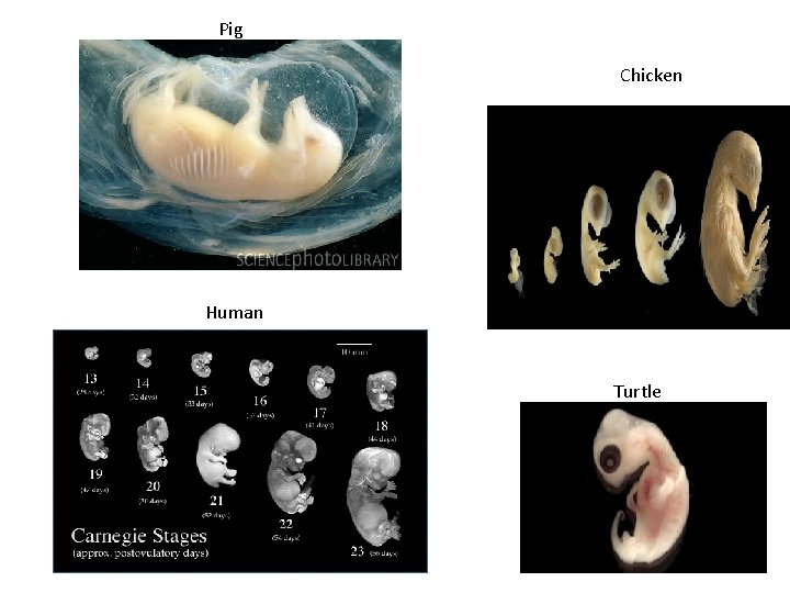 Pig Chicken Human Turtle Pig Chicken Human Turtle