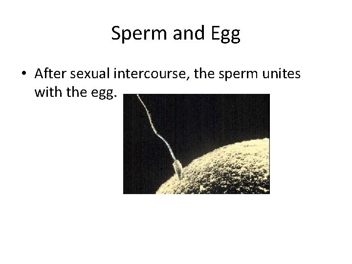 Sperm and Egg • After sexual intercourse, the sperm unites with the egg. Sperm and Egg • After sexual intercourse, the sperm unites with the egg.