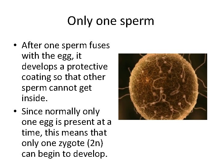 Only one sperm • After one sperm fuses with the egg, it develops a Only one sperm • After one sperm fuses with the egg, it develops a