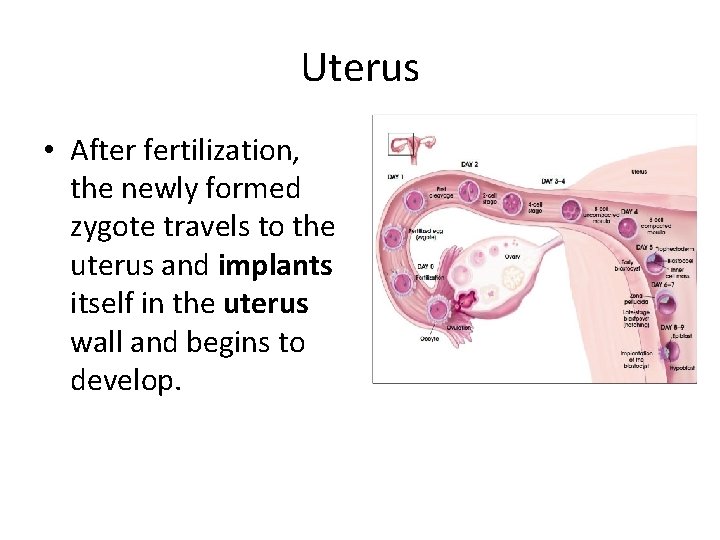 Uterus • After fertilization, the newly formed zygote travels to the uterus and implants Uterus • After fertilization, the newly formed zygote travels to the uterus and implants