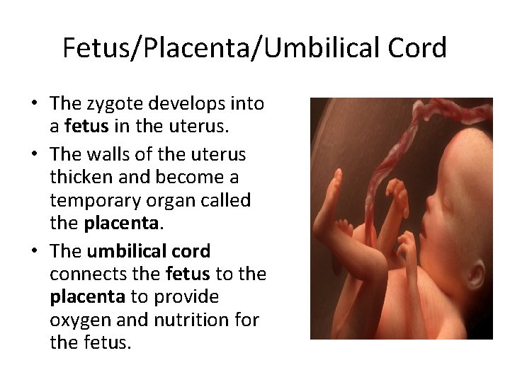 Fetus/Placenta/Umbilical Cord • The zygote develops into a fetus in the uterus. • The Fetus/Placenta/Umbilical Cord • The zygote develops into a fetus in the uterus. • The