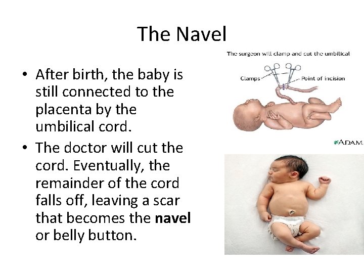 The Navel • After birth, the baby is still connected to the placenta by The Navel • After birth, the baby is still connected to the placenta by