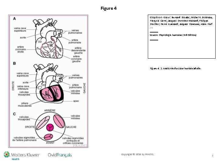 Figure 4 Chapitre 4 - Cœur: Bernard Bioulac; Michel R. Boisseau; François Carré; Jacques