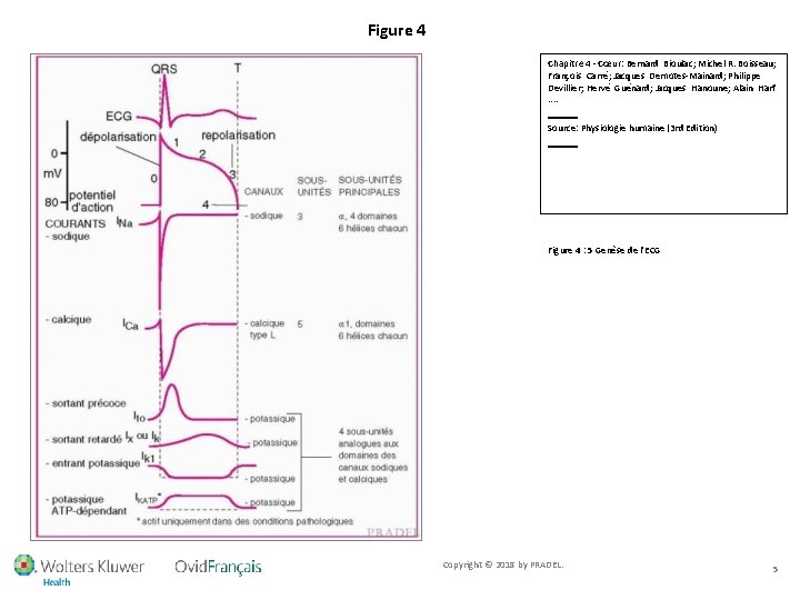 Figure 4 Chapitre 4 - Cœur: Bernard Bioulac; Michel R. Boisseau; François Carré; Jacques