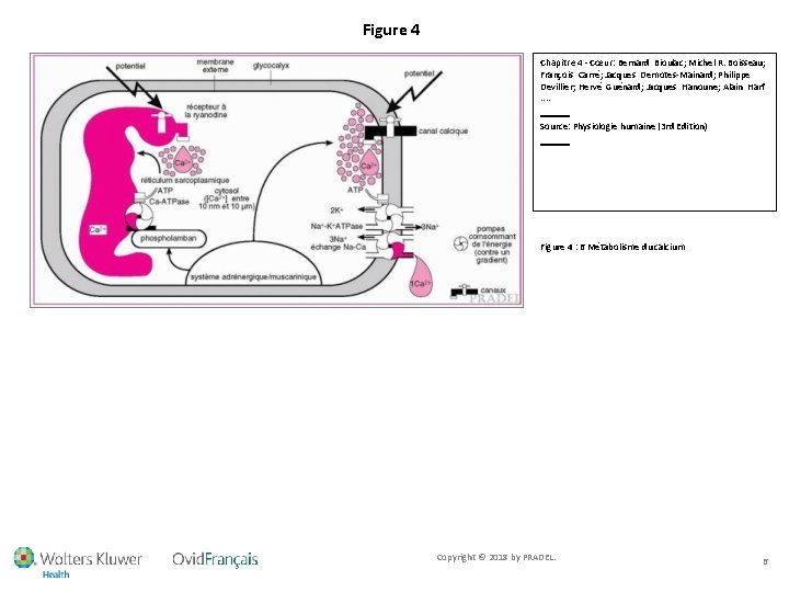 Figure 4 Chapitre 4 - Cœur: Bernard Bioulac; Michel R. Boisseau; François Carré; Jacques