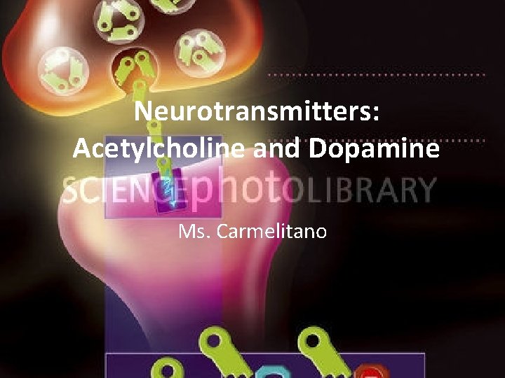 Neurotransmitters: Acetylcholine and Dopamine Ms. Carmelitano 