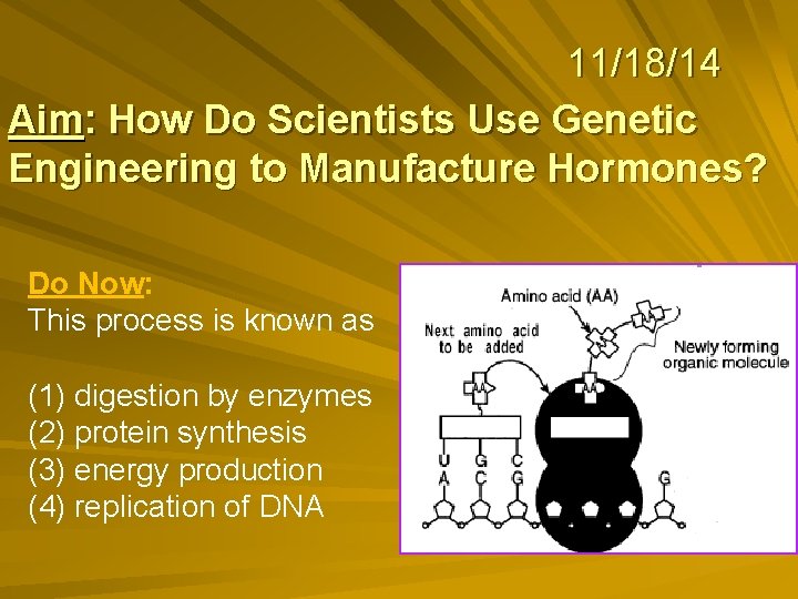 11/18/14 Aim: How Do Scientists Use Genetic Engineering to Manufacture Hormones? Do Now: This