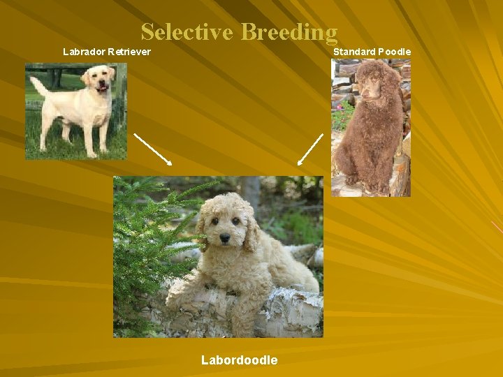 Selective Breeding Labrador Retriever Standard Poodle Labordoodle 