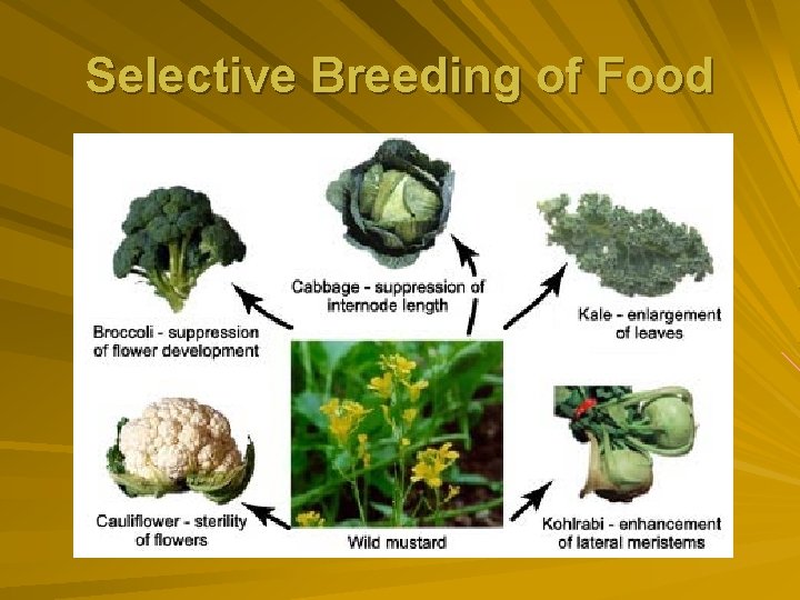 Selective Breeding of Food 