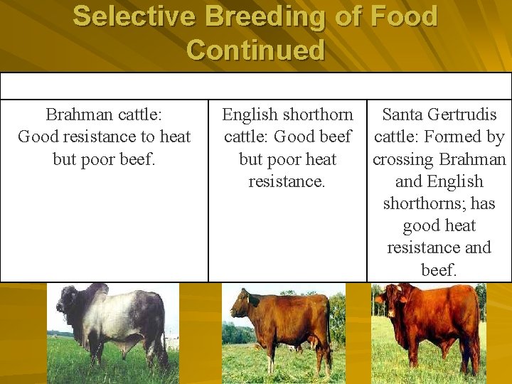 Selective Breeding of Food Continued An Example of Selective Breeding Brahman cattle: English shorthorn