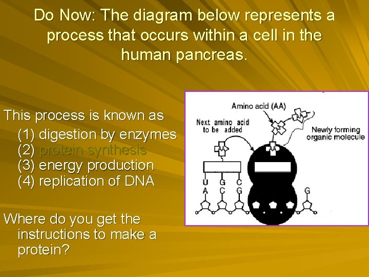 Do Now: The diagram below represents a process that occurs within a cell in