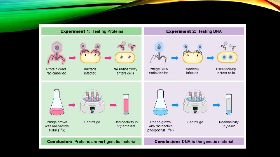 DNA THE GENETIC MATERIAL Chapter 12 Section 1