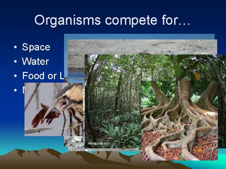 Organisms compete for… • • Space Water Food or Light Nutrients in lithosphere Which