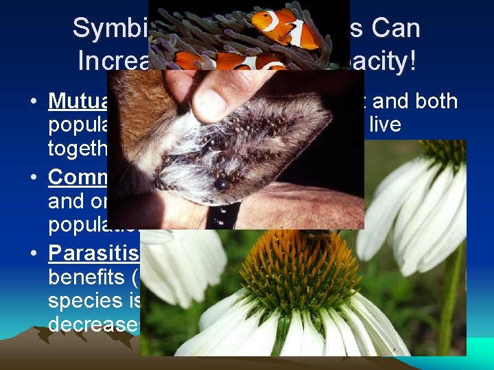 Symbiotic Relationships Can Increase Carrying Capacity! • Mutualism: Both species benefit and both populations