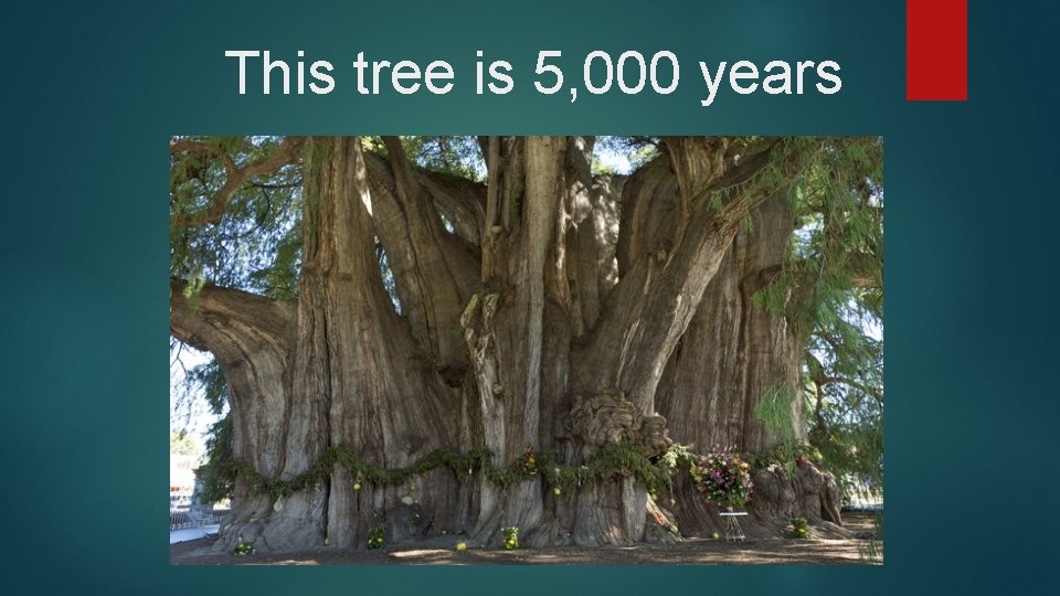 This tree is 5, 000 years 