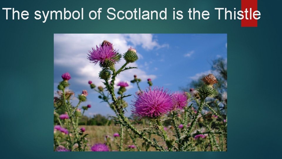 The symbol of Scotland is the Thistle 