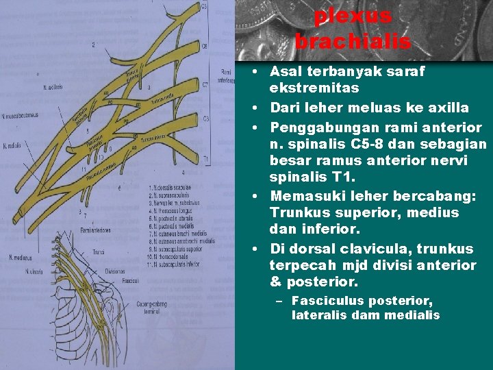 plexus brachialis • Asal terbanyak saraf ekstremitas • Dari leher meluas ke axilla •