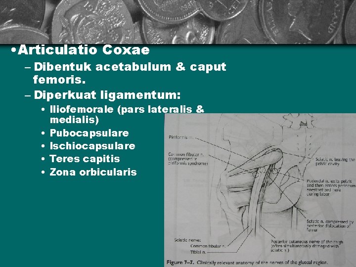  • Articulatio Coxae – Dibentuk acetabulum & caput femoris. – Diperkuat ligamentum: •