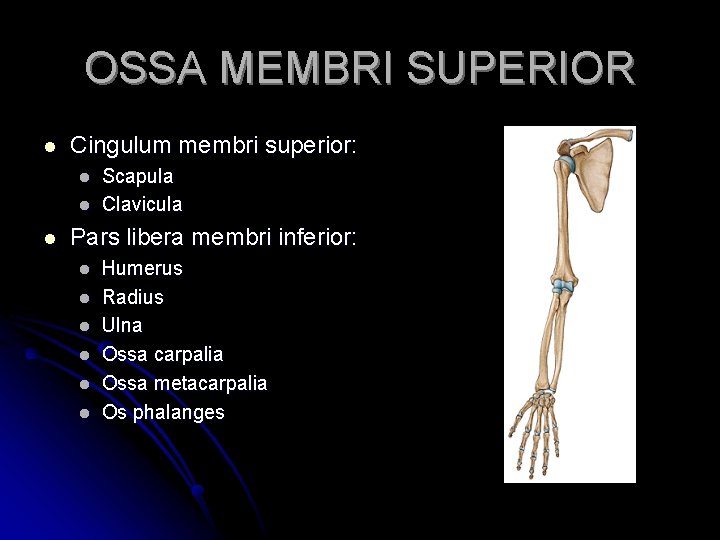 OSSA MEMBRI SUPERIOR l Cingulum membri superior: l l l Scapula Clavicula Pars libera