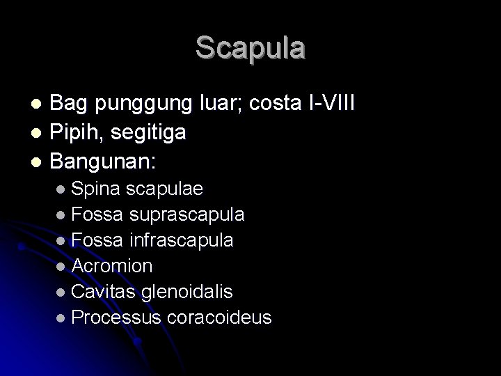 Scapula Bag punggung luar; costa I-VIII l Pipih, segitiga l Bangunan: l l Spina