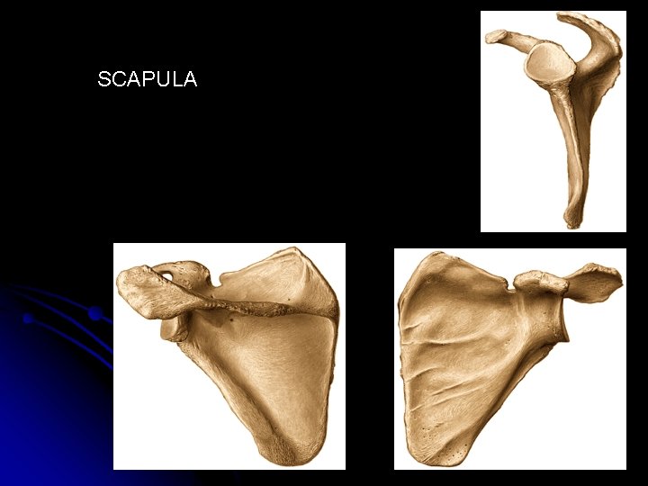 SCAPULA 