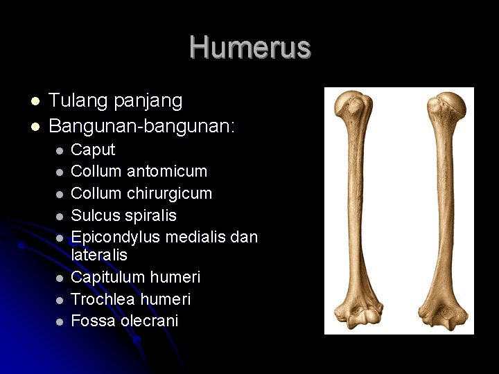 Humerus l l Tulang panjang Bangunan-bangunan: l l l l Caput Collum antomicum Collum