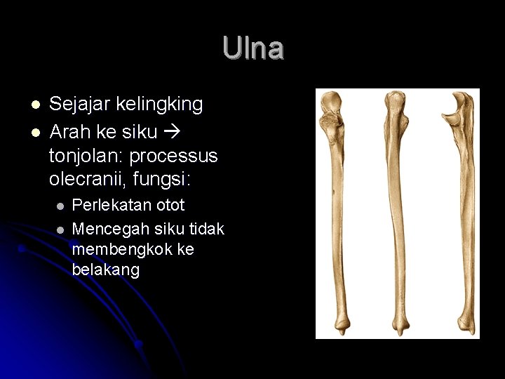 Ulna l l Sejajar kelingking Arah ke siku tonjolan: processus olecranii, fungsi: l l