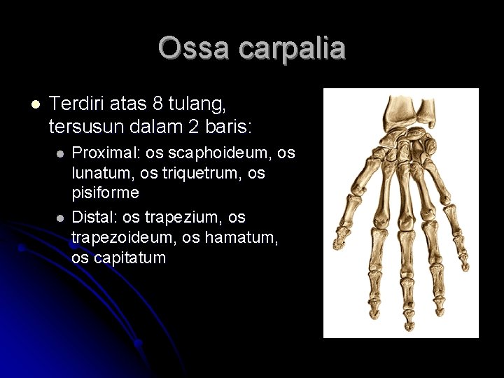 Ossa carpalia l Terdiri atas 8 tulang, tersusun dalam 2 baris: l l Proximal: