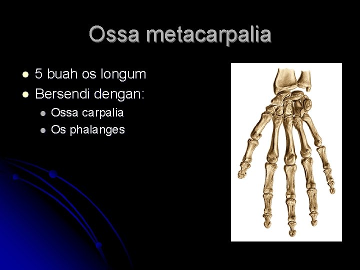 Ossa metacarpalia l l 5 buah os longum Bersendi dengan: l l Ossa carpalia