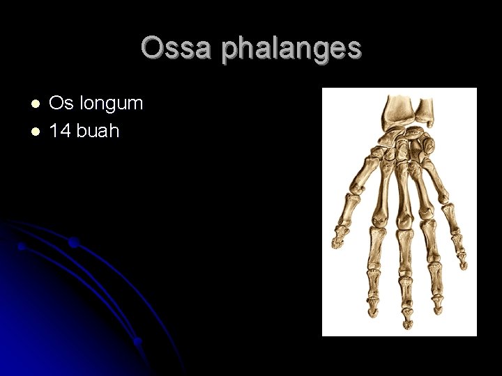 Ossa phalanges l l Os longum 14 buah 