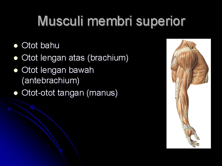 Musculi membri superior l l Otot bahu Otot lengan atas (brachium) Otot lengan bawah