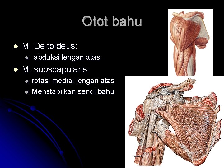 Otot bahu l M. Deltoideus: l l abduksi lengan atas M. subscapularis: l l