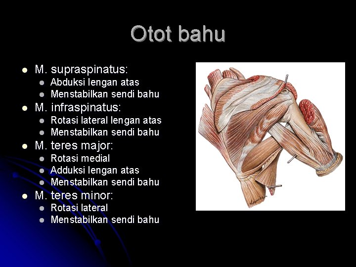 Otot bahu l M. supraspinatus: l l l M. infraspinatus: l l l Rotasi