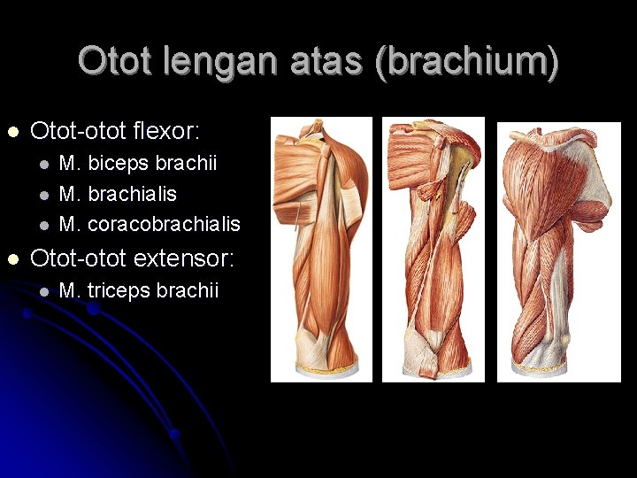 Otot lengan atas (brachium) l Otot-otot flexor: l l M. biceps brachii M. brachialis