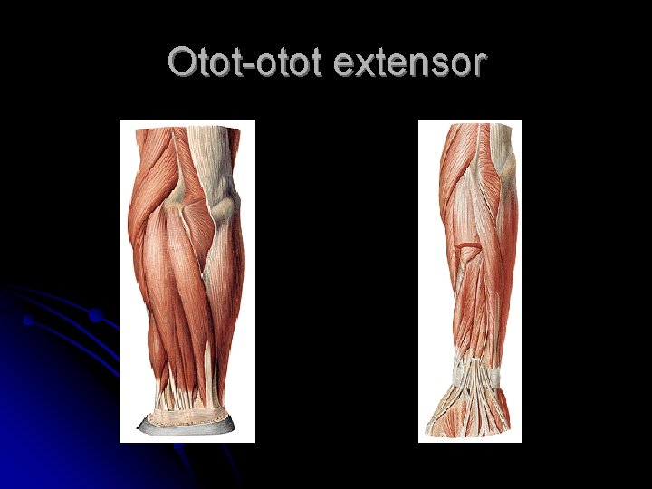 Otot-otot extensor 