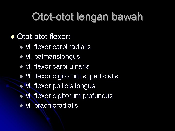 Otot-otot lengan bawah l Otot-otot flexor: l M. flexor carpi radialis l M. palmarislongus
