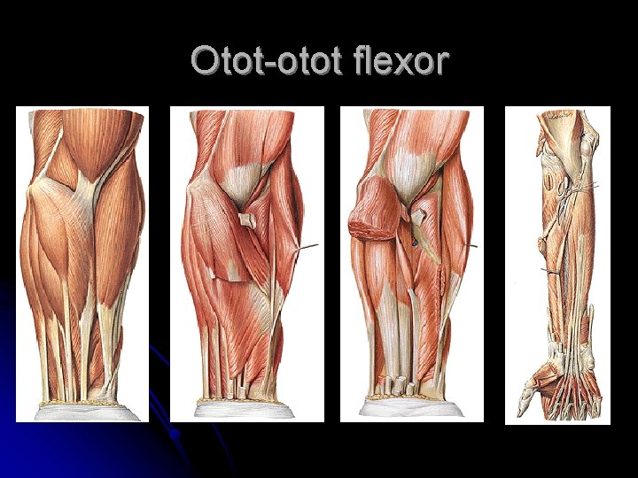 Otot-otot flexor 