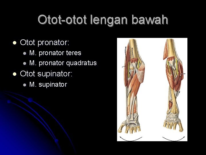 Otot-otot lengan bawah l Otot pronator: l l l M. pronator teres M. pronator