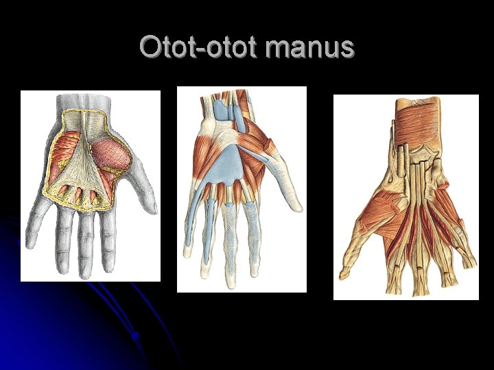 Otot-otot manus 