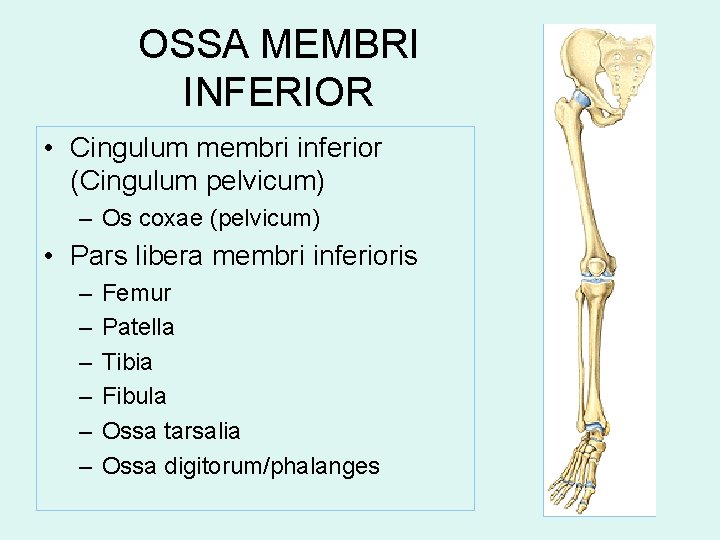 OSSA MEMBRI INFERIOR • Cingulum membri inferior (Cingulum pelvicum) – Os coxae (pelvicum) •