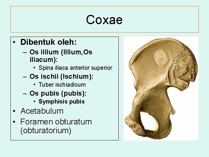 Coxae • Dibentuk oleh: – Os illium (Illium, Os iliacum): • Spina iliaca anterior