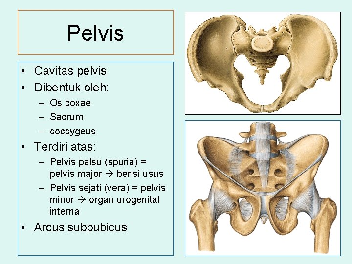 Pelvis • Cavitas pelvis • Dibentuk oleh: – Os coxae – Sacrum – coccygeus